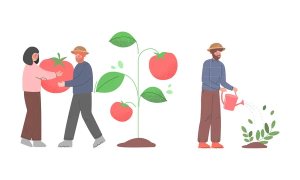 Bäuerin und Bäuerin bei der Gartenbewässerung und beim Tragen des Tomatenvektorsets — Stockvektor