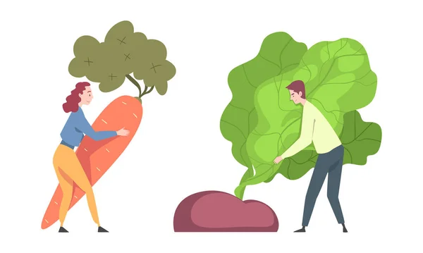 Man en vrouw dragen enorme wortel en trekken bietenwortel uit de grond vectorset — Stockvector