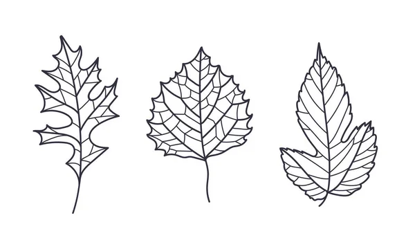 Hand Drawn Autumn Leaf Contour or Outline Vector Illustration Set — Stock Vector