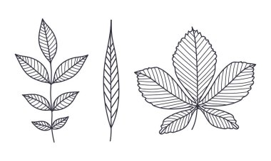 El Yazması Güz Yaprağı Kongresi veya Taslak Vektör Resimleri