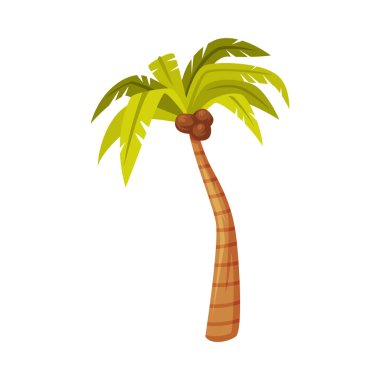 Bali Geleneksel Kültürel Öznitelik İllüstrasyonu Olarak Hindistan Cevizi Meyveli Palmiye Ağacı