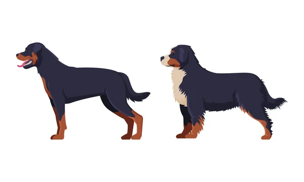 Rottweiler and Bernese Mountain Dog Purebred Dog as Domestic Pet Animal in Standing Pose Side View Vector Set — Stock Vector