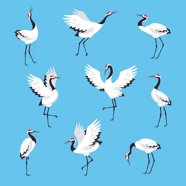 青い背景ベクトルセット上の異なるポーズで長い足と長い首の鳥として赤い冠鶴 — ストックベクタ