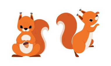 Red Fluffy Squirrel with Bushy Tail Sitting with Acorn and Climbing Vector Set. Funny Small Animal as Playful Forest Fauna Concept