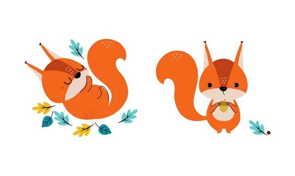 Red Fluffy Squirrel Bushy Tail Sitting Acorn Cuddling Vector Set — ストックベクタ