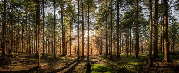 Panorámás Kilátás Erdőben Napfény Ragyog Fák Között — Stock Fotó