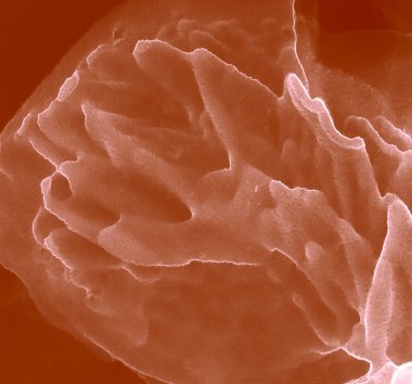 Pembe Modern Sanat. Soyut boyama. Suluboya Baskı. Soyut Sıçrama. Alkol Mürekkebi Sanatı. Kırmızı suluboya deseni. Kahverengi Alkol Mürekkebi. Suluboya doku. Mürekkep Graffiti.