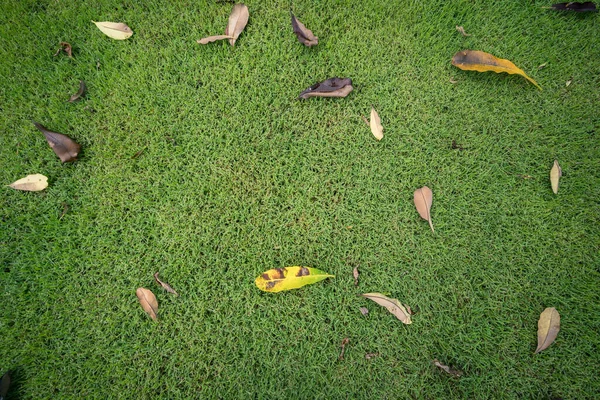 Grama Verde Com Folhas Caindo Grama — Fotografia de Stock