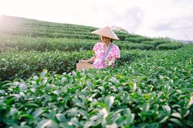 Pembe gömlekli, şapkalı ve çantalı Asyalı kadın turistler, Kuzey Tayland 'da yeşil çay tarlasında oturuyorlar..