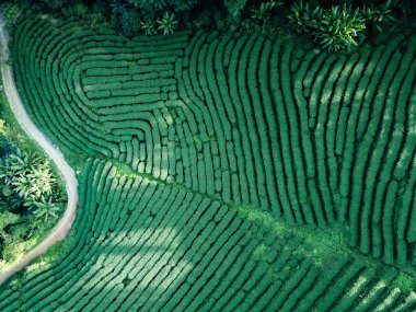 Yeşil çay tarlasının havadan görünüşü, doğa yeşili arka plan.