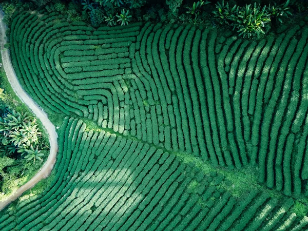 Yeşil çay tarlasının havadan görünüşü, doğa yeşili arka plan.