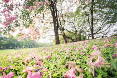 Güzel trompet ağaçları veya Tabebuia gülleri, Pembe çiçekler parkta.