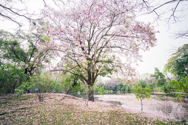 Hermoso Parque Público Con Árboles Trompeta Rosa Flores Rosea Tabebuia — Foto de Stock