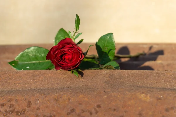 Red roses on a zinc background, Valentine concept.