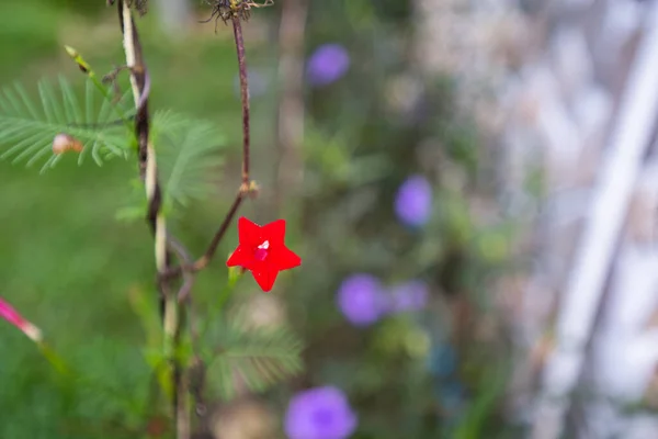 red flower, vine tree with spiral green leaves, blurred background.