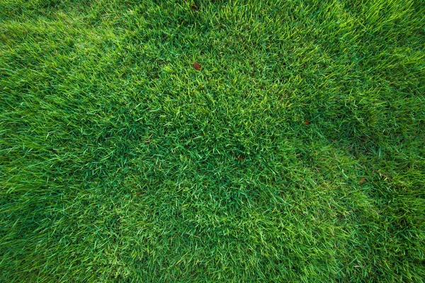 Fresh Green Grass Background Green Lawn Public Park — Stock Photo, Image