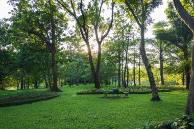 Central City Park 'ta güzel bir sabah ışığı çimen tarlası ve ahşap sandalyeyle.