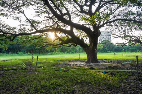 A large withered and dying tree in the park, barred at the base of the tree with ropes for maintenance.