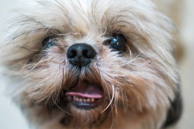 Köpeğin yüzü açık, kıllı ve ağız sulandırıcı..