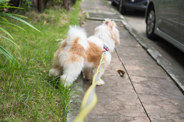 Beyaz köpek çimlerin üzerinde duruyor ve köpek tasması var..