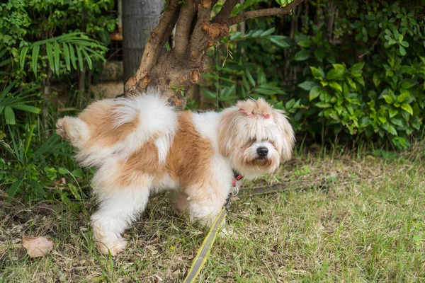 白い犬が庭の草の上に立ち — ストック写真
