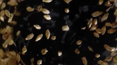 Bira veya viski yapmak için arpa arpası. Arpa arpası koyu bir arka planda demlenir..