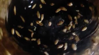 Bira veya viski yapmak için arpa arpası. Malt koyu bir arkaplanda demlenir.