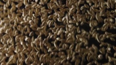 Bira veya viski yapmak için arpa arpası. Malt koyu bir arkaplanda demlenir.