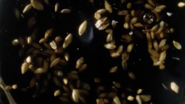 ビールやウイスキーを作るための大麦麦芽。モルトは暗い背景で醸造されます。. — ストック動画