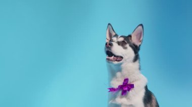 Genç bir Husky, mavi bir arka planda, boynunda bayram yayı ile stüdyoda poz veriyor.