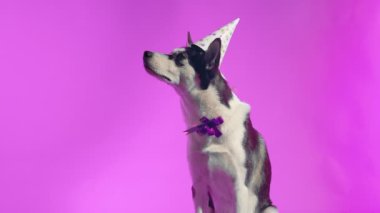 Genç bir kurt kafasında şenlikli bir şapka ve pembe bir arka planda stüdyoda boynunda bir kurdele ile poz veriyor.