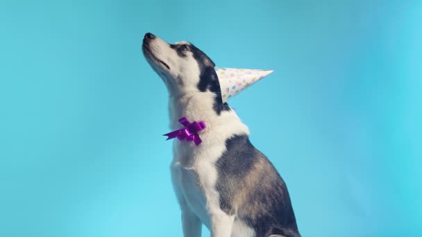 Un giovane husky posa con un cappello festivo sulla testa e un fiocco intorno al collo in studio su uno sfondo blu — Video Stock