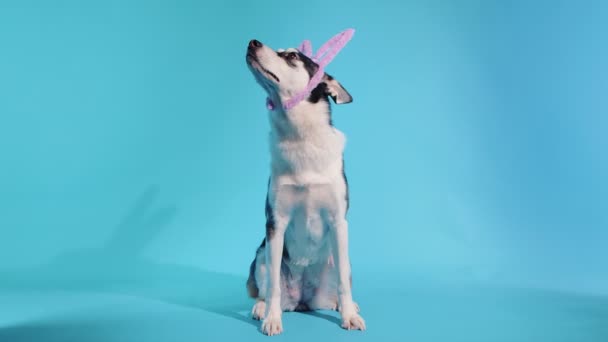 Un giovane husky posa con le orecchie di coniglio sulla testa in studio su uno sfondo blu — Video Stock