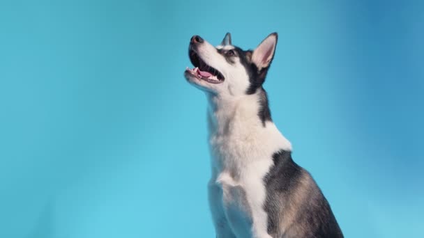 Giovane husky posa in studio su uno sfondo blu — Video Stock