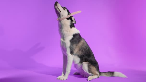 Un joven husky posa con orejas de conejo en su cabeza en el estudio sobre un fondo púrpura — Vídeos de Stock