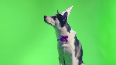 Kafasında şenlikli bir şapka ve yeşil bir arka planda stüdyoda boynuna bir fiyonk takmış genç bir kurt poz veriyor.