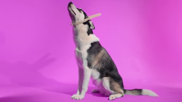 Um jovem husky posa com orelhas de coelho em sua cabeça no estúdio em um fundo rosa — Vídeo de Stock