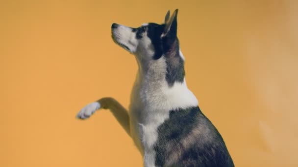 Un joven husky posa en el estudio sobre un fondo naranja — Vídeos de Stock
