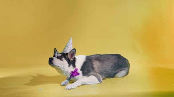 Un joven husky posa con un sombrero festivo en la cabeza y un lazo alrededor de su cuello en el estudio sobre un fondo naranja — Vídeos de Stock