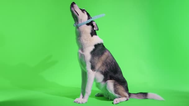 Un giovane husky posa con le orecchie di coniglio sulla testa in studio su uno sfondo verde — Video Stock