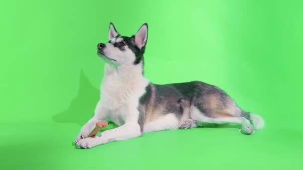 Un giovane husky posa con un osso nelle zampe in studio su uno sfondo verde — Video Stock