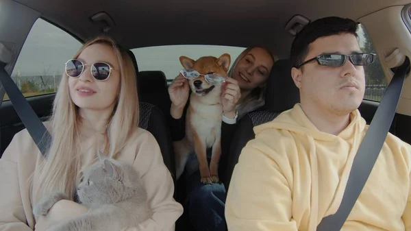 A guy and two girls are driving in a car with a cat and a dog wearing sunglasses. People and animals ride in a car — Photo