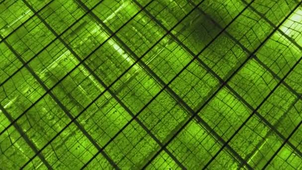 Αφηρημένο πράσινο γεωμετρικό φόντο. Φωτισμένα θερμοκήπια τη νύχτα. Γεωργικές υποδομές σε γυάλινες στέγες. — Αρχείο Βίντεο