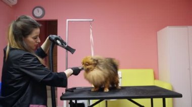 Bir kız Pomeranya Pomeranya pomeranian 'ını köpekler için kuaförde tarayıp kurutuyor. Evcil hayvanlara iyi bak.