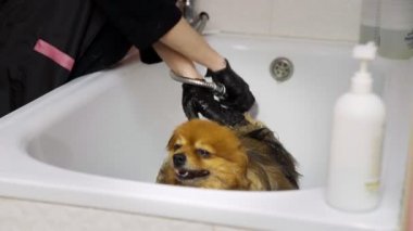 Bir kız, Pomeranya Pomeranya 'lıyı köpekler için bir güzellik salonunun tuvaletinde yıkıyor. Evcil hayvanlara iyi bak.