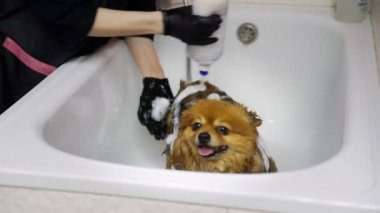 Bir kız, Pomeranya Pomeranya 'lıyı köpekler için bir güzellik salonunun tuvaletinde yıkıyor. Evcil hayvanlara iyi bak.