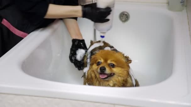 Egy lány egy pomerániai pomerániát fürdet a fürdőszobában egy kutyaszobában. Vigyázz a háziállatokra. — Stock videók