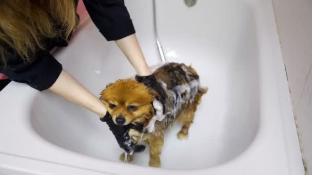 Ein Mädchen badet eine Pommersche im Badezimmer eines Schönheitssalons für Hunde. Achten Sie auf Haustiere — Stockvideo