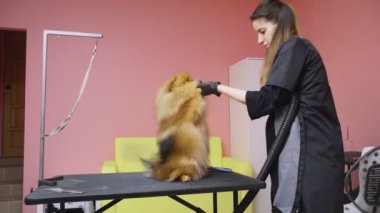 Bir kız Pomeranya Pomeranya pomeranian 'ını köpekler için kuaförde tarayıp kurutuyor. Evcil hayvanlara iyi bak.