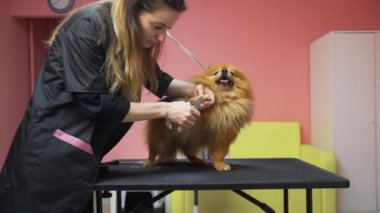 Bir kız, Pomeranya Pomeranya pomeranian 'lısının pençelerini köpekler için kesiyor. Evcil hayvanlara iyi bak.